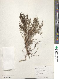 Galium suffruticosum image