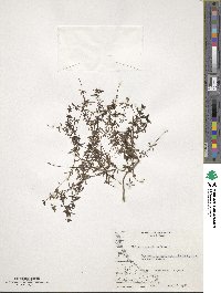 Galium antarcticum image