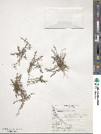 Galium antarcticum image