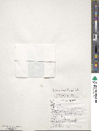 Galium antarcticum image