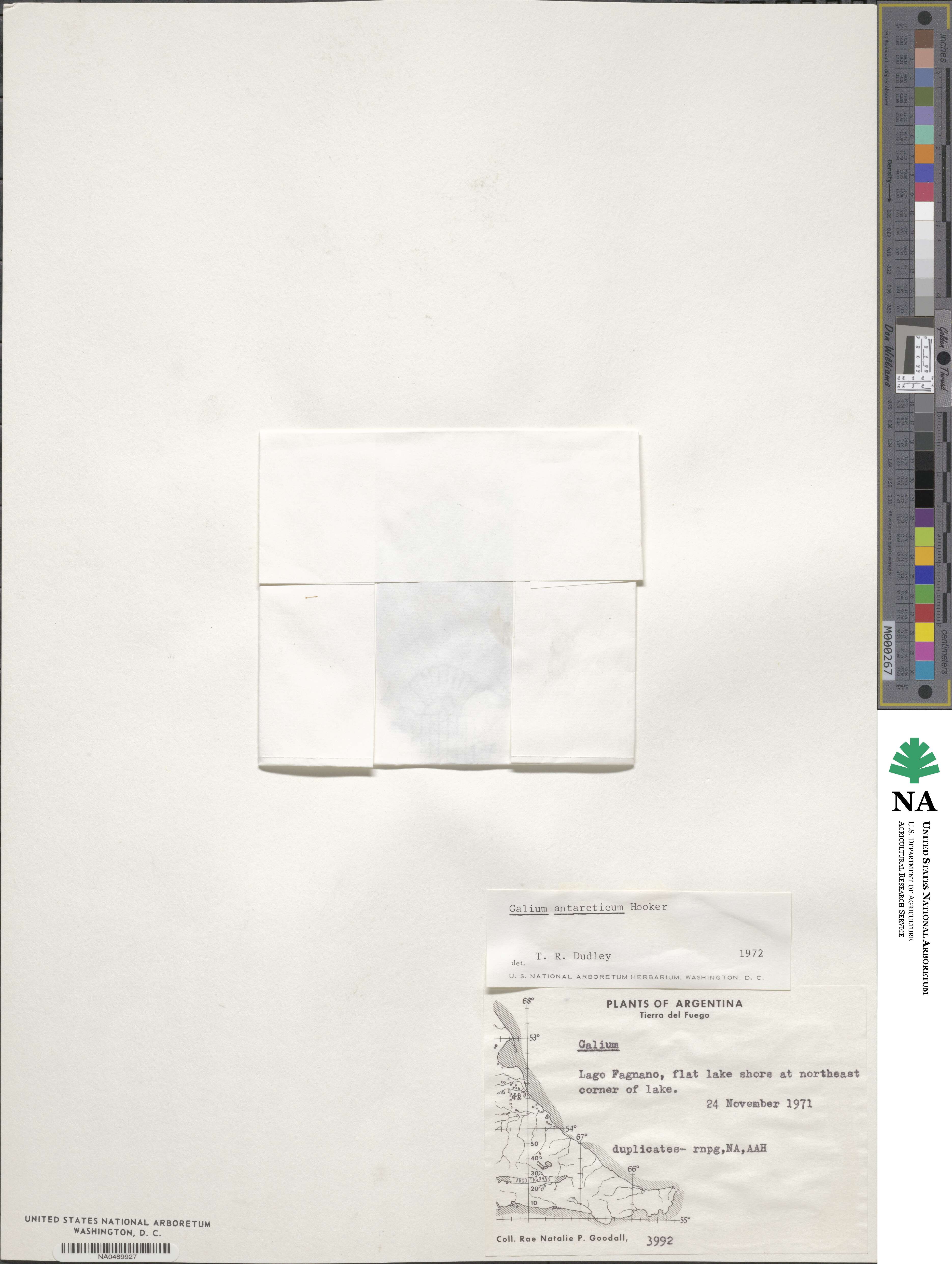 Galium antarcticum image