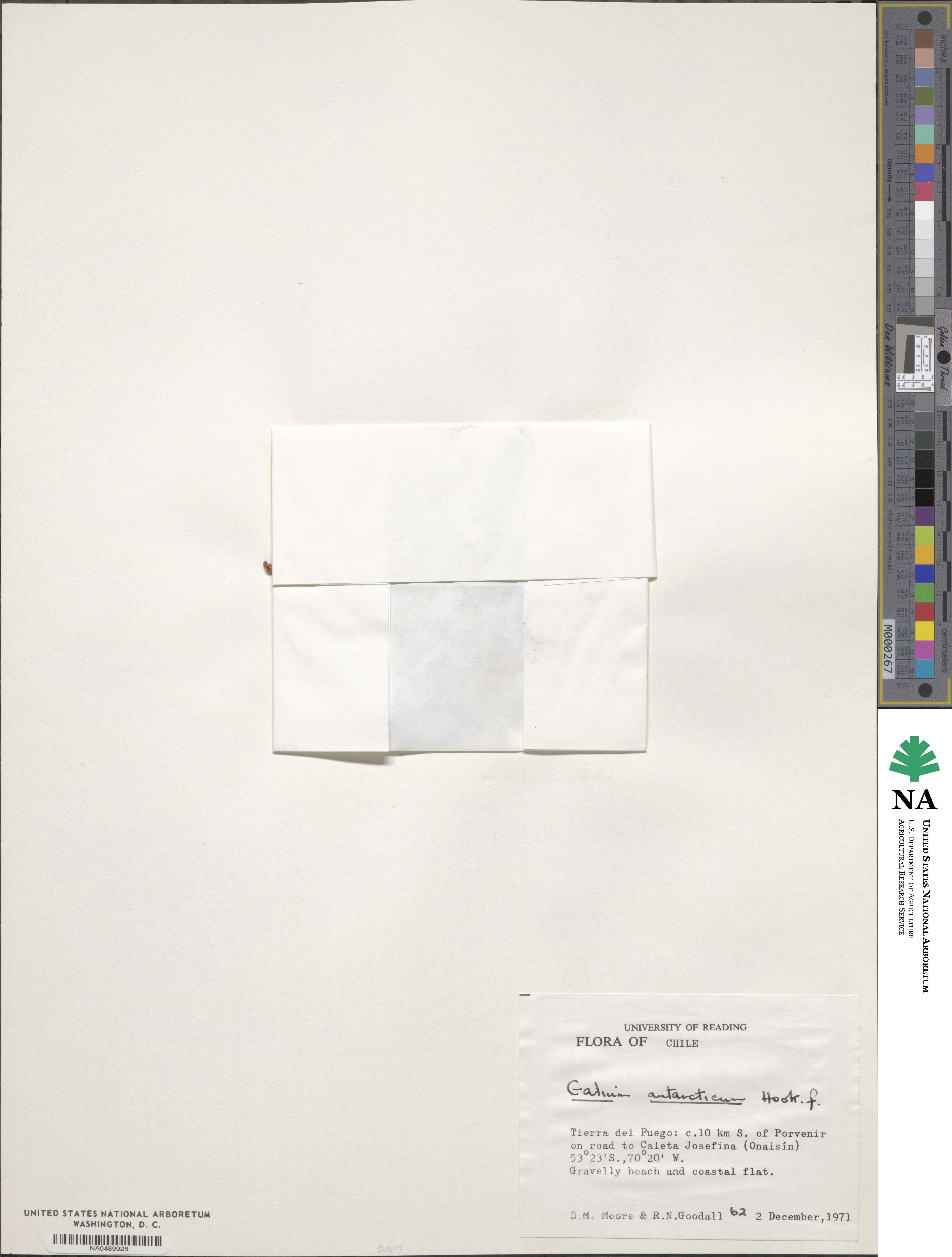 Galium antarcticum image