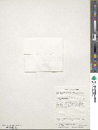 Galium antarcticum image