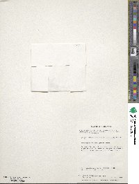 Galium antarcticum image