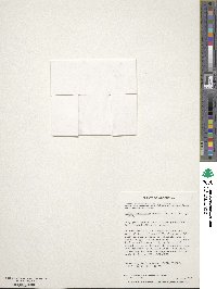 Galium antarcticum image