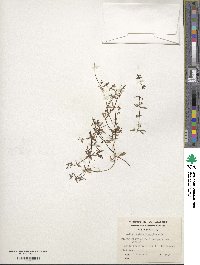 Galium antarcticum image