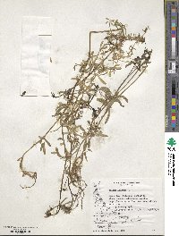 Galium aparine image