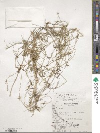 Galium aparine image