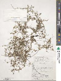 Galium aparine image