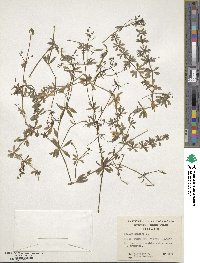 Galium aparine image