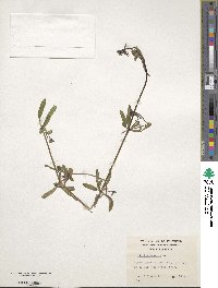 Galium aparine image