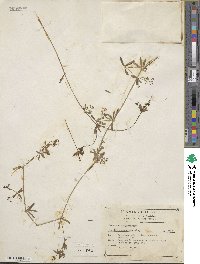 Galium mexicanum subsp. asperrimum image