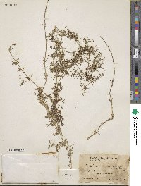 Galium mexicanum image