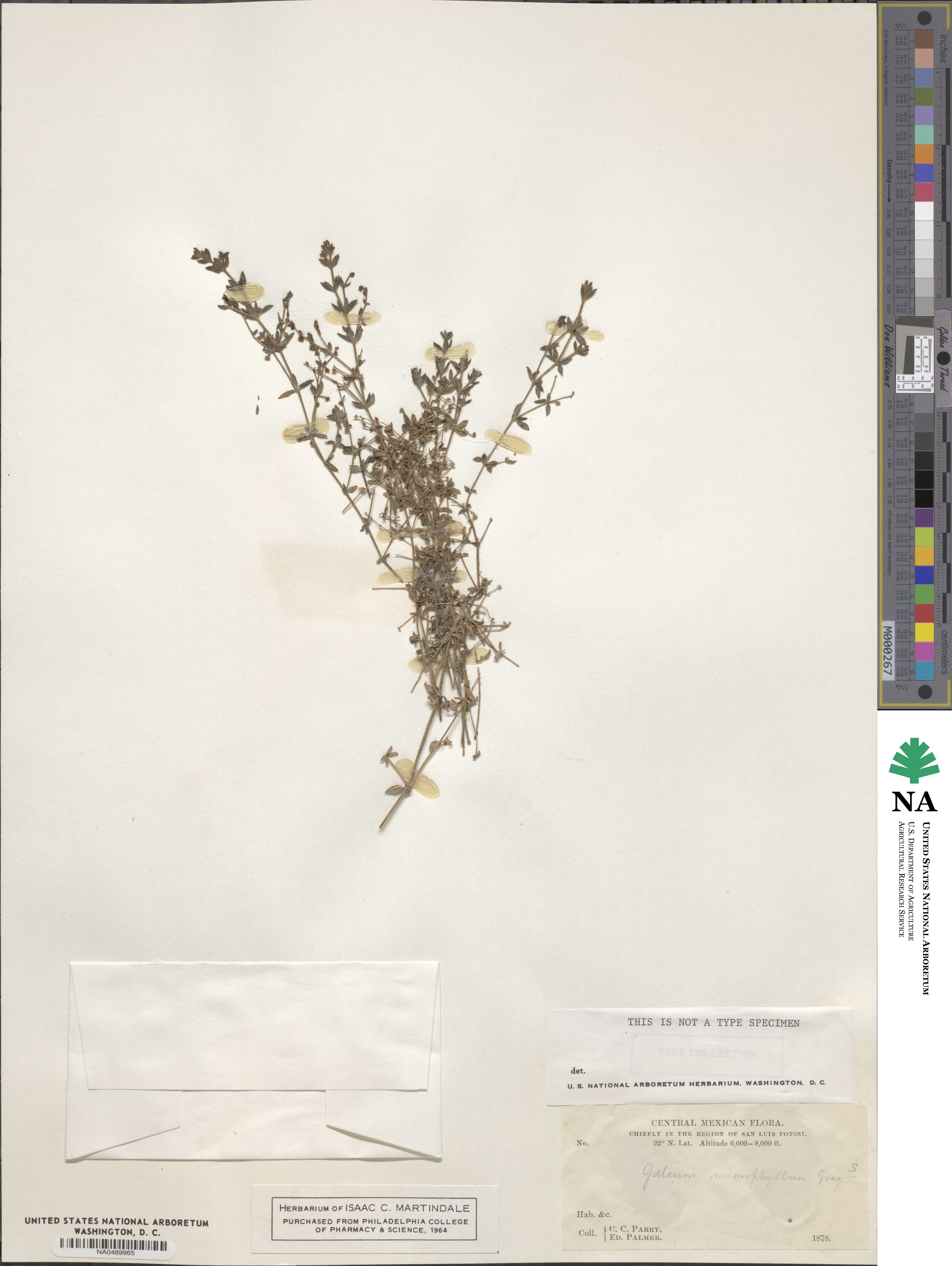 Galium microphyllum image