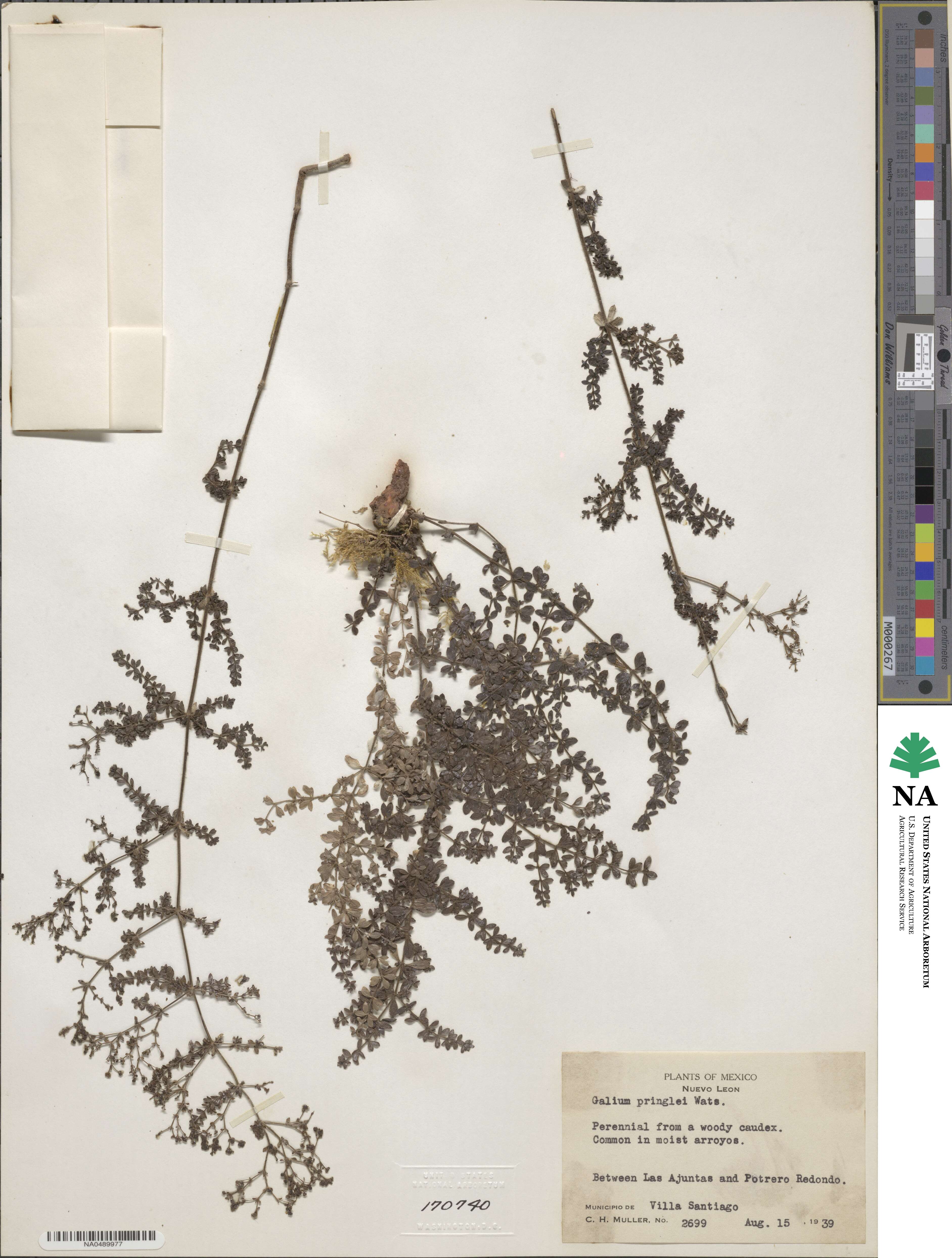 Galium pringlei image