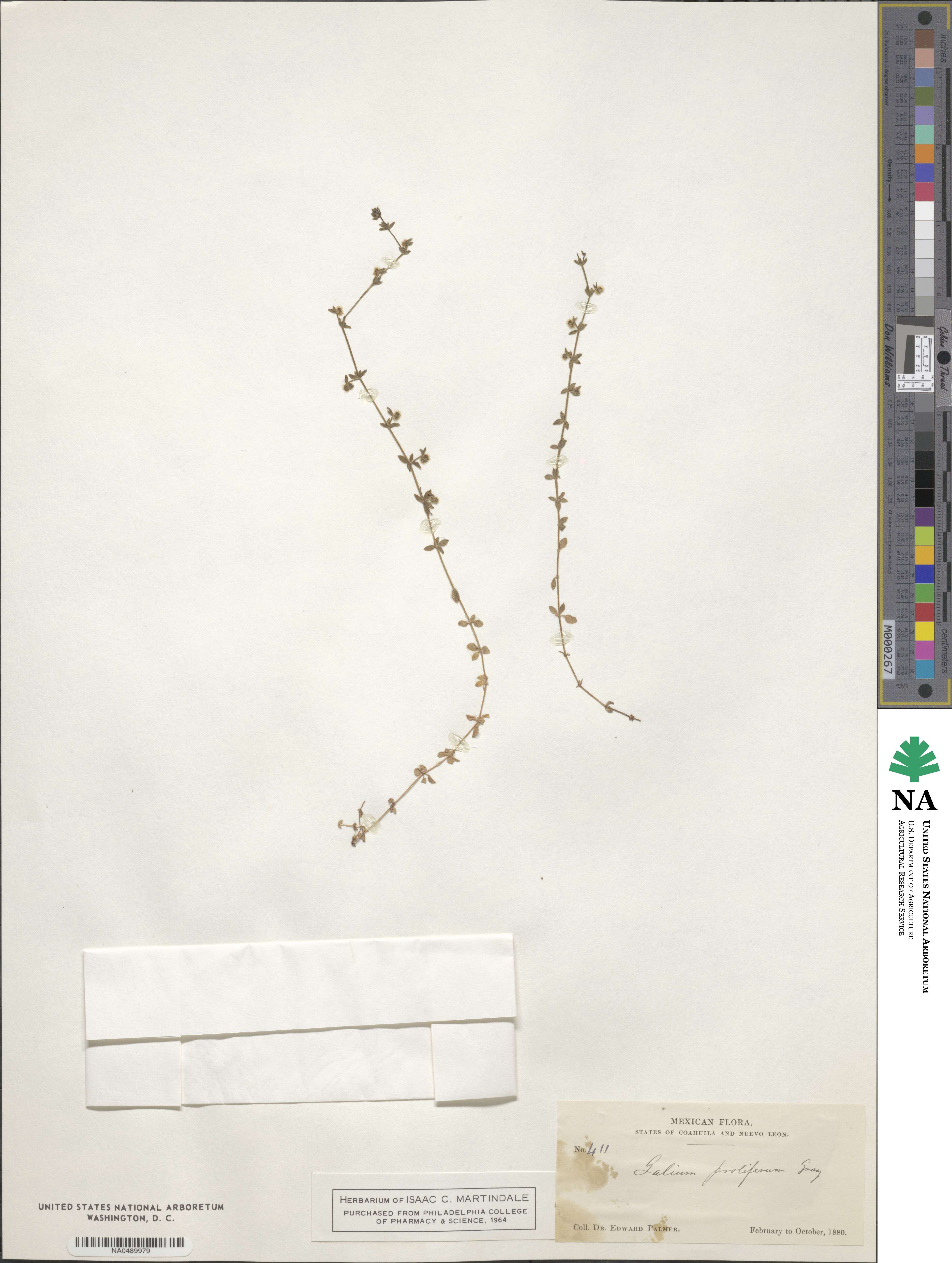 Galium proliferum image