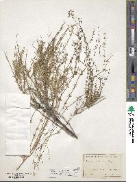 Galium wrightii image