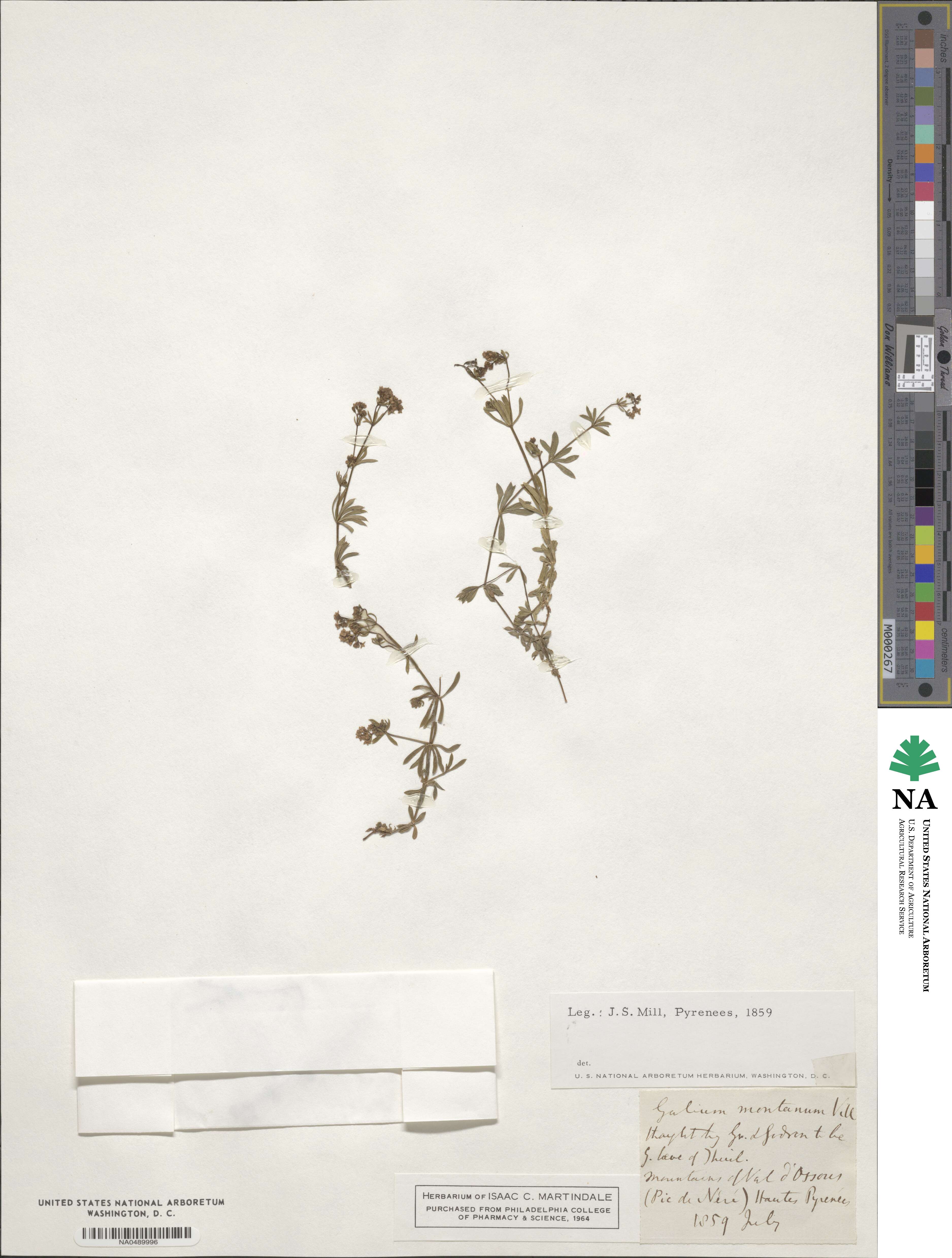 Galium montanum image