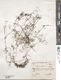 Galium palustre image