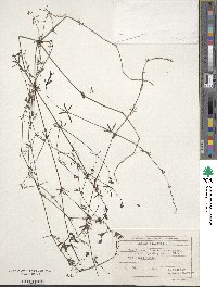 Galium palustre image