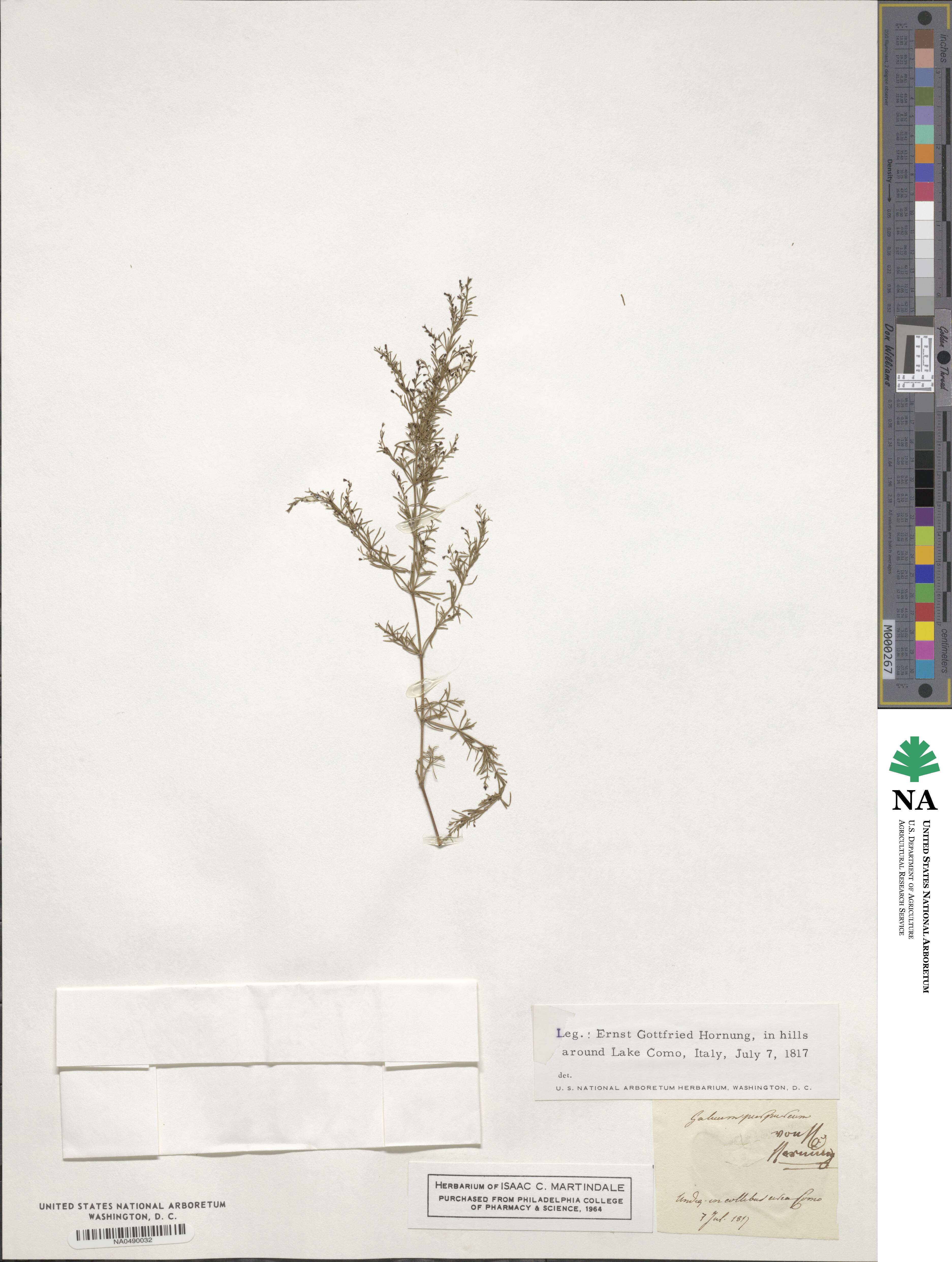 Galium purpureum image