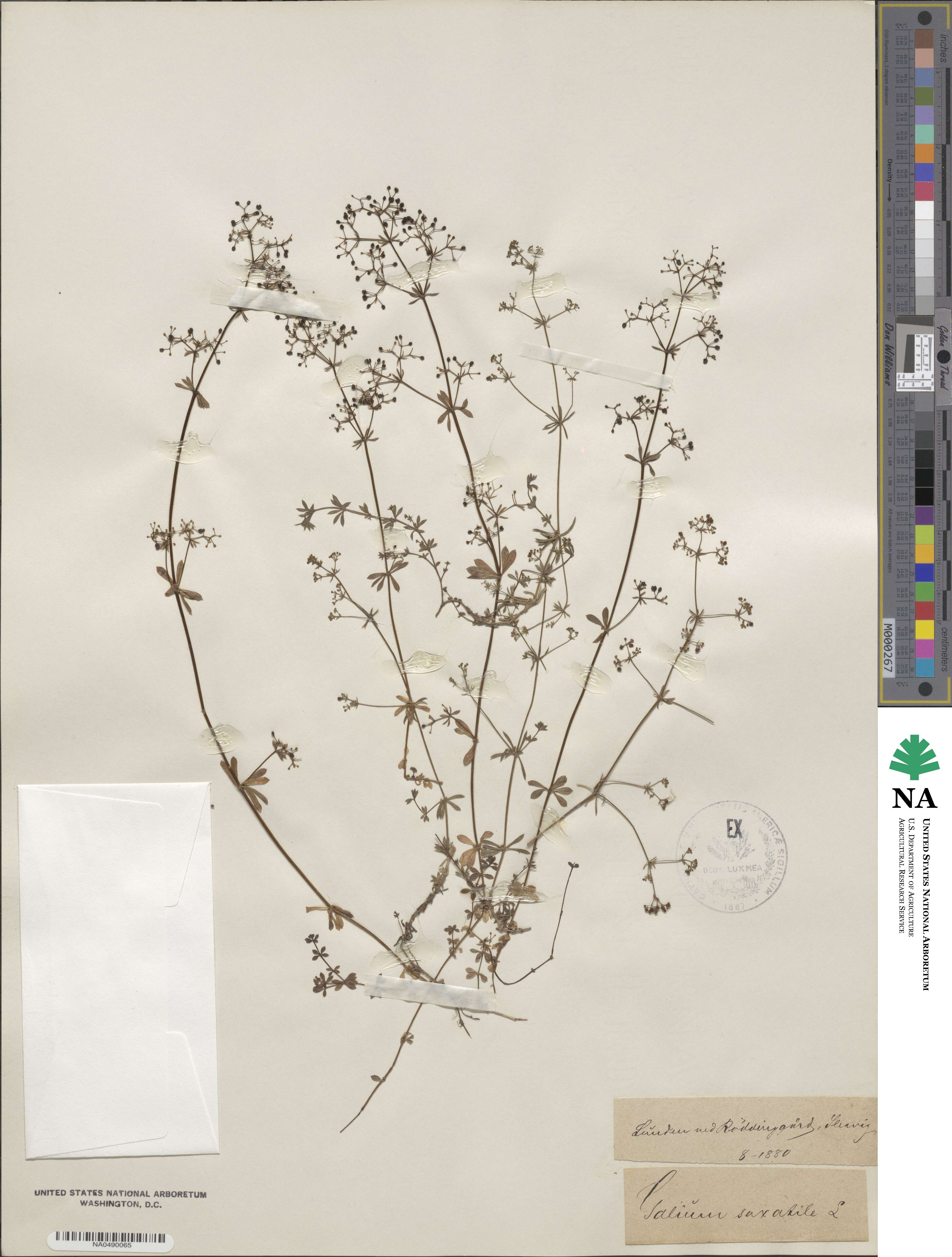Galium saxatile image