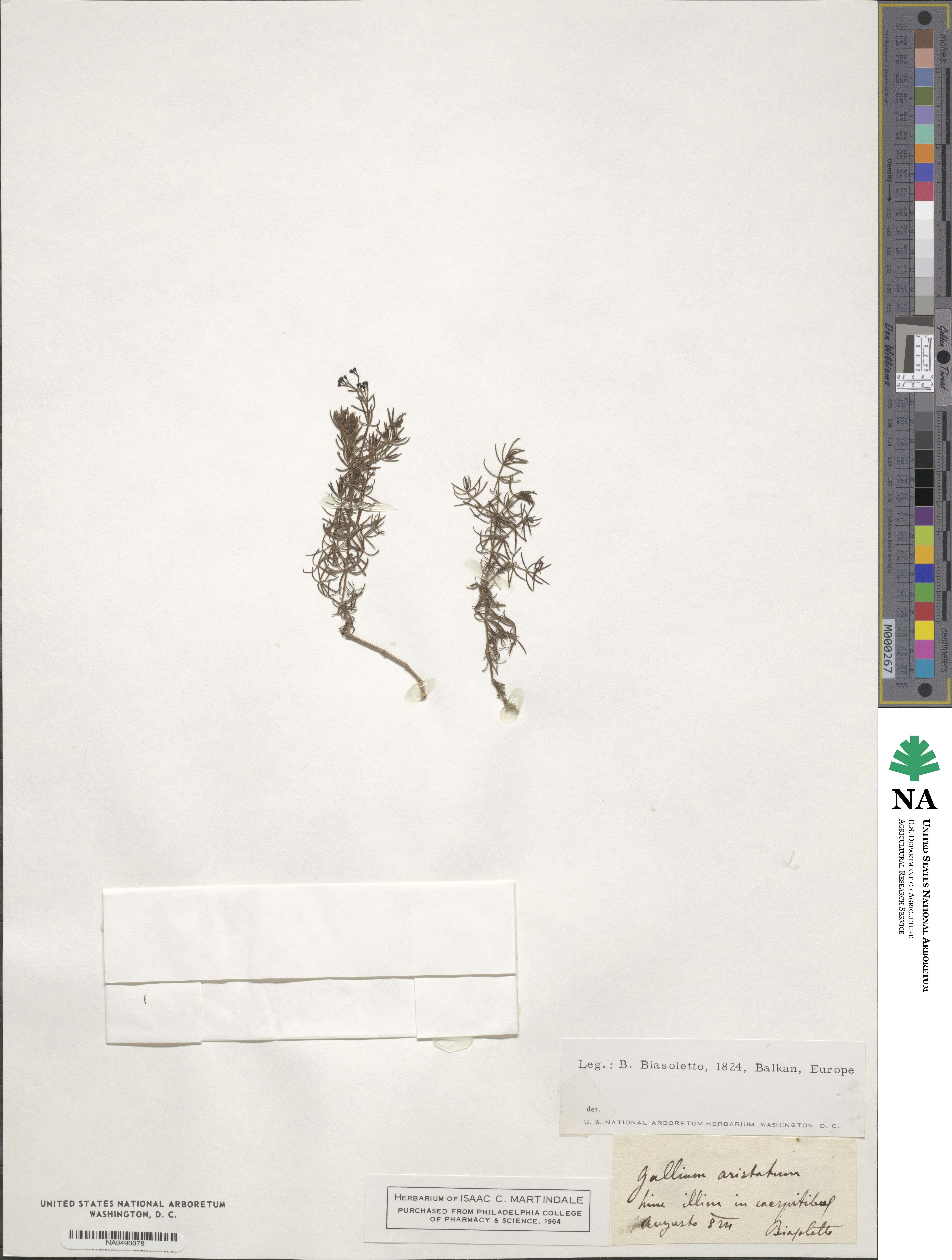 Galium aristatum image
