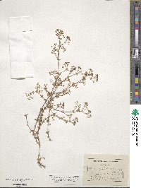 Galium sylvestre image