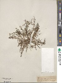 Galium sylvestre image