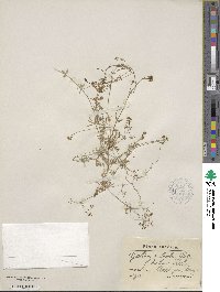 Galium sylvestre image
