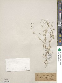 Galium sylvestre image