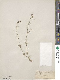 Galium sylvestre image