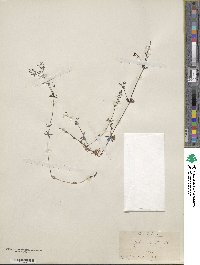 Galium sylvestre image