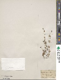 Galium sylvestre image