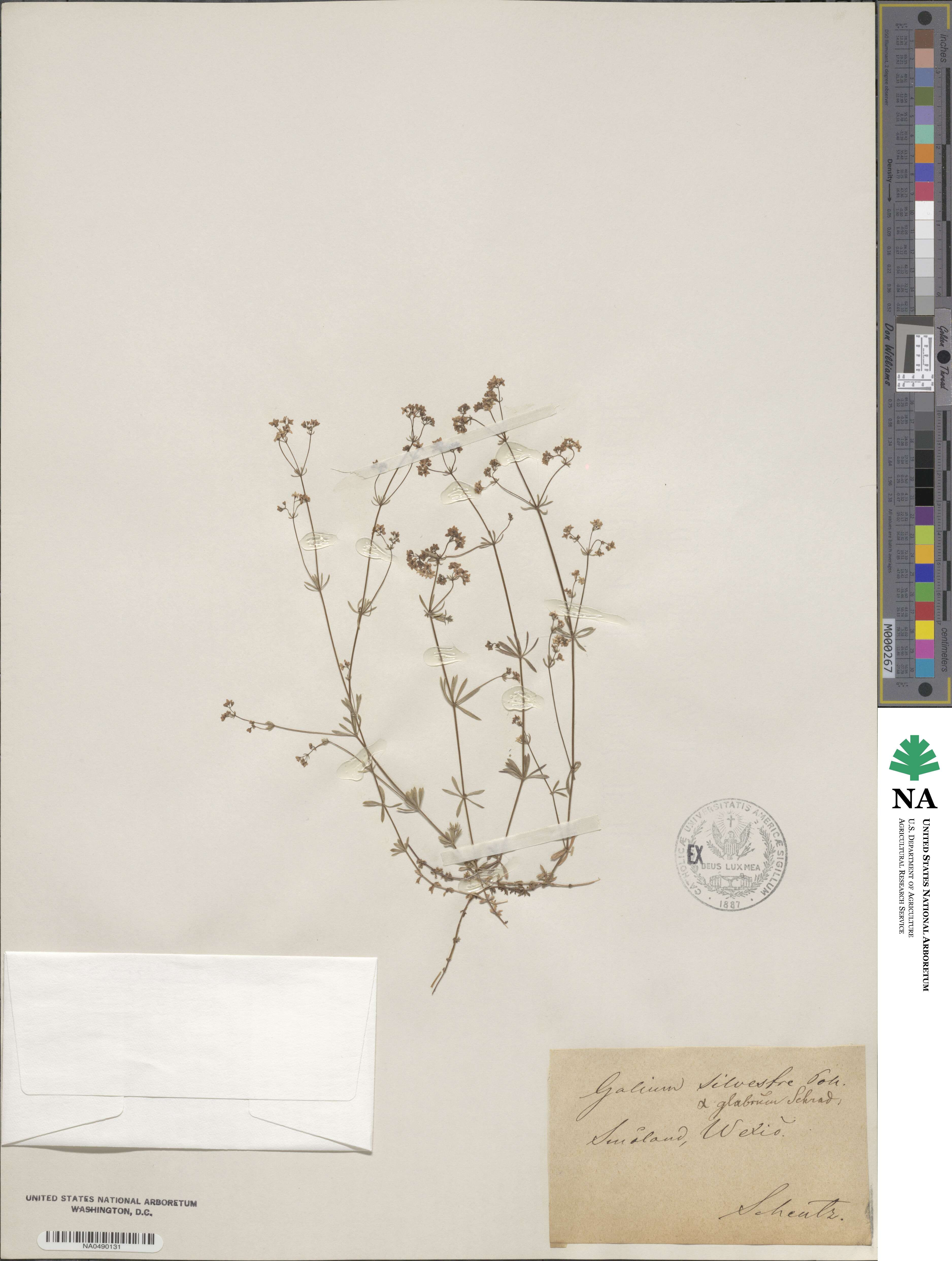 Galium sylvestre image