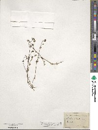 Galium sylvestre image