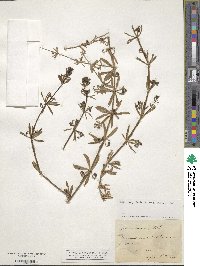 Galium verrucosum image