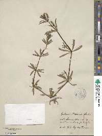 Galium verrucosum image