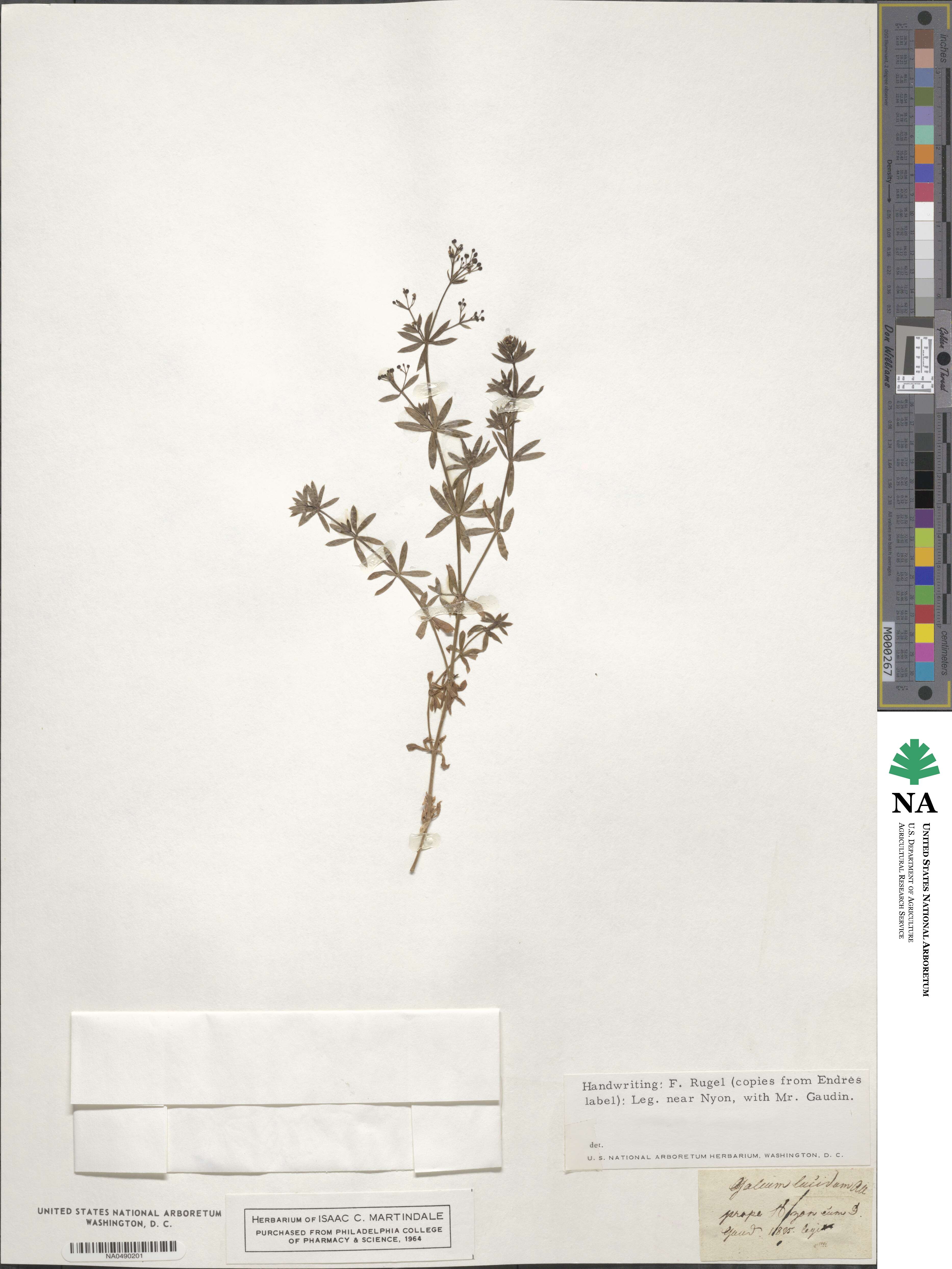 Galium lucidum image