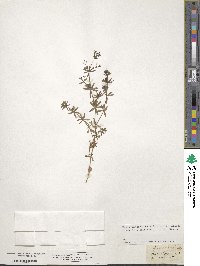 Galium lucidum image