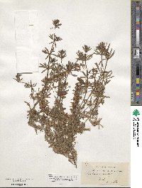 Galium verrucosum image