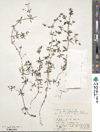 Galium trifidum image