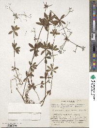 Galium trifloriforme image