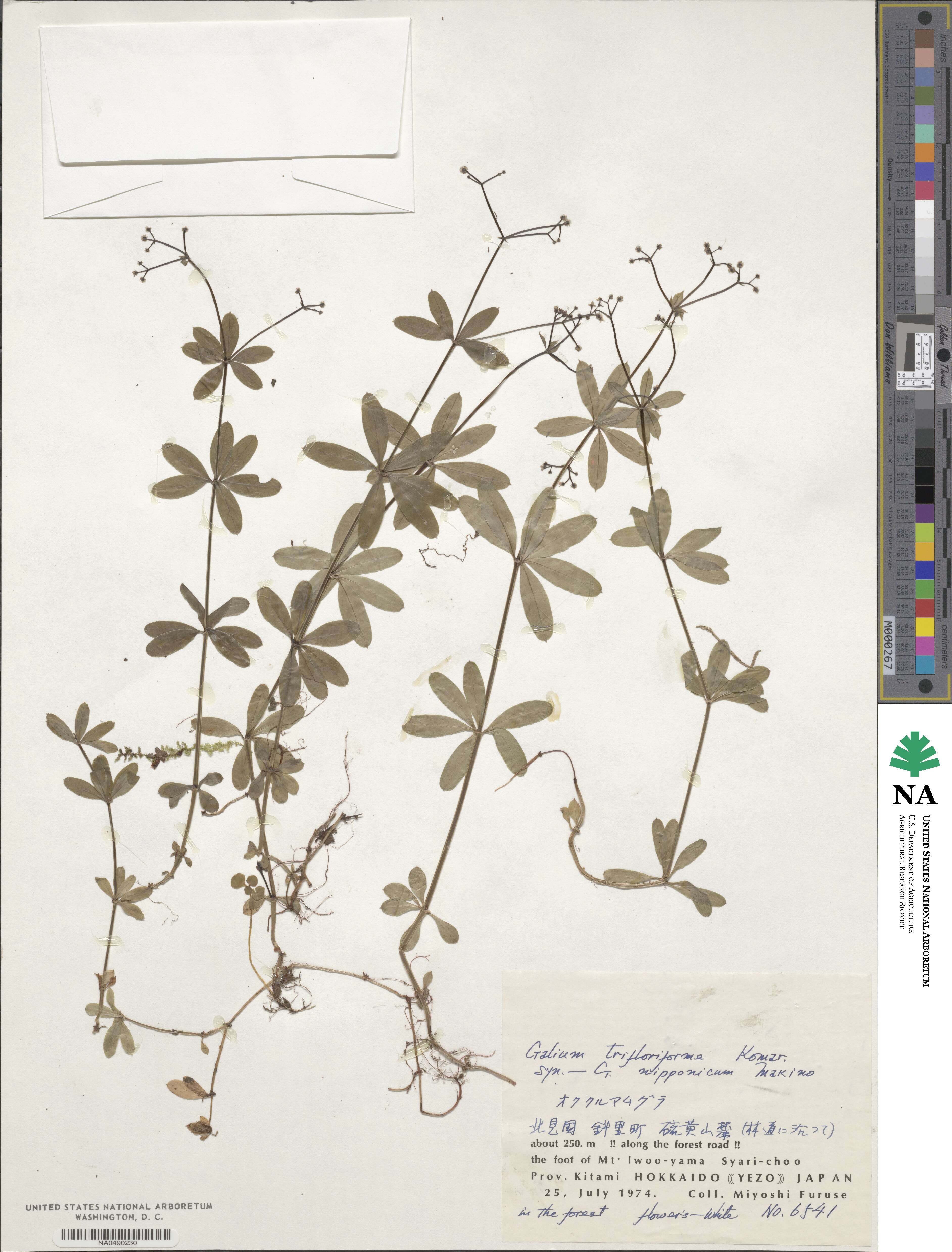 Galium trifloriforme image