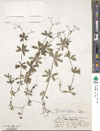 Galium trifloriforme image