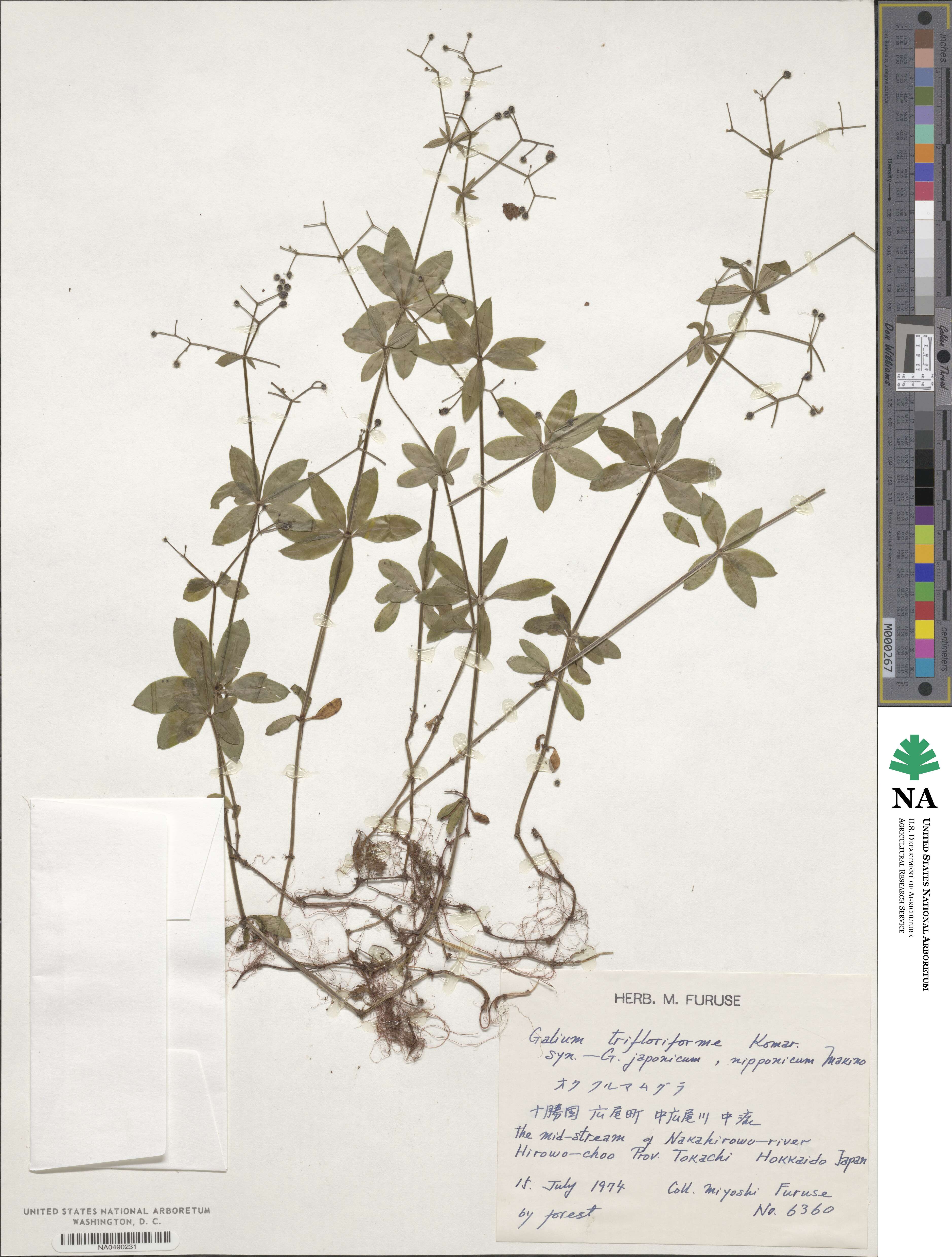 Galium trifloriforme image