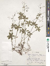 Galium trifloriforme image