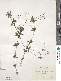 Galium trifloriforme image