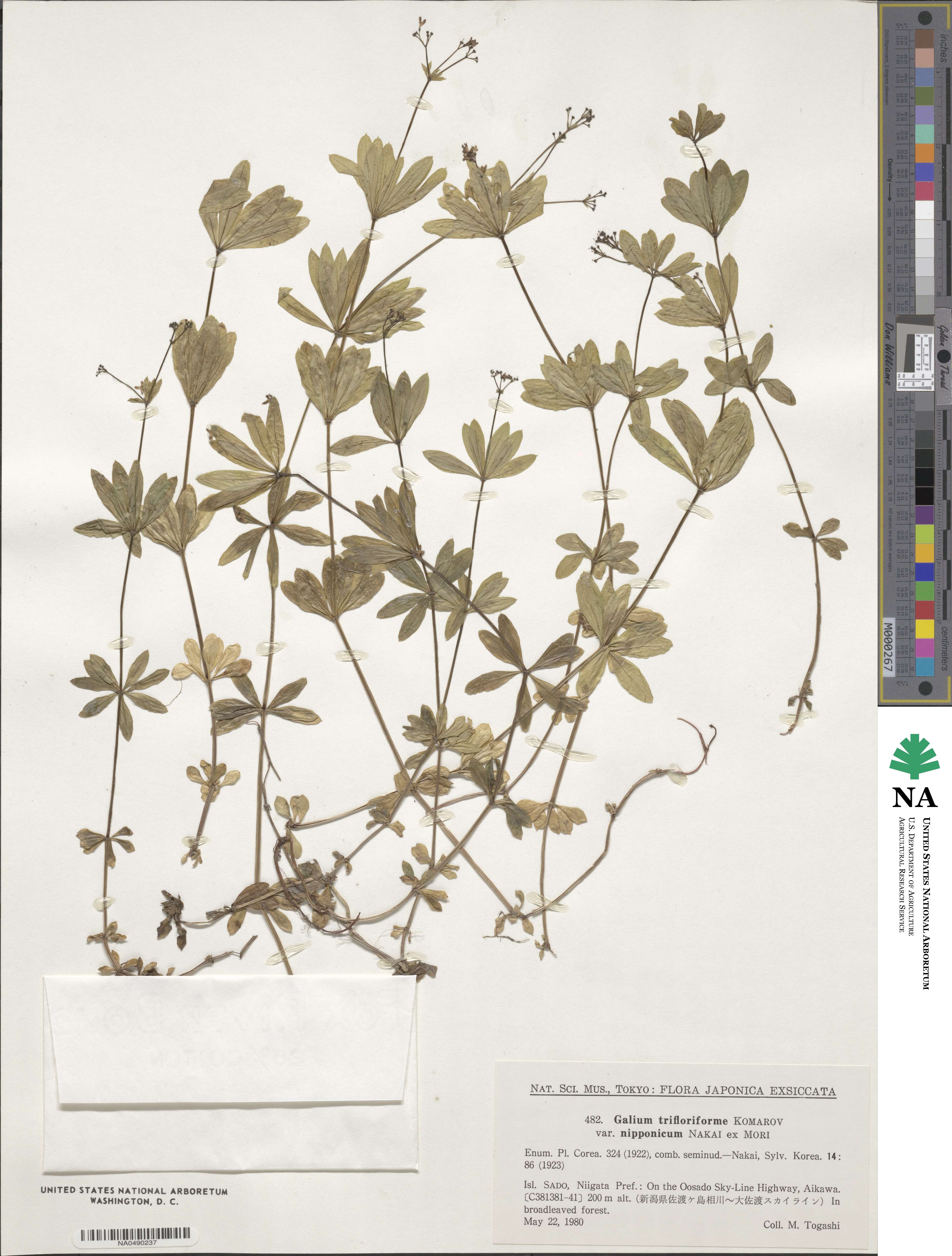 Galium japonicum image