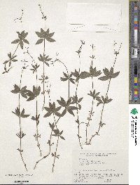 Galium japonicum image